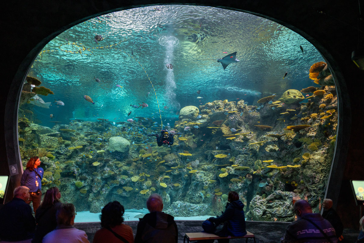 Visitors watch a large aquarium exhibit featuring a diver swimming among various marine life, including fish and corals. A guide stands beside the group, explaining the underwater scene. The tank is brightly lit, showcasing the vibrant sea creatures.