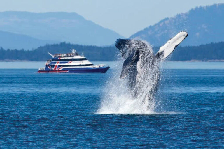 A large, majestic whale breeches out of the blue waters of Puget Sound. The FRS Clipper boat sits in the background to the left of the whale. The boat has a blue hull with red lines forming the Union Jack. The shoreline in the background is filled with evergreen trees.