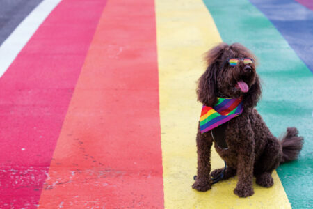 A brown dog wearing rainbow sunglasses and a rainbow bandana sits on a colorful rainbow-painted street. The dog's tongue is out, and it appears happy and relaxed. The scene is vibrant and cheerful.