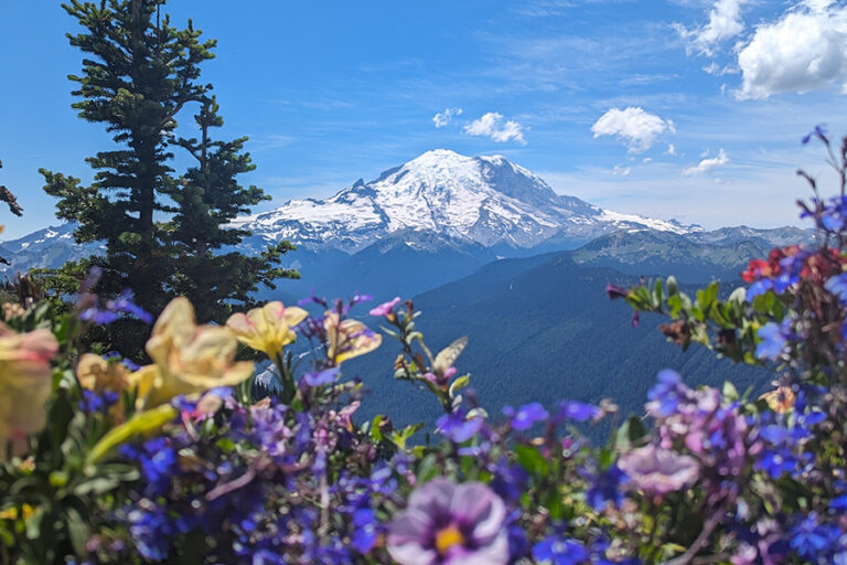 A vibrant mountain scene with wildflowers in the foreground and a snow-capped peak under a blue sky in the background. Tall evergreen trees frame the view, adding depth and contrast to the bright colors.