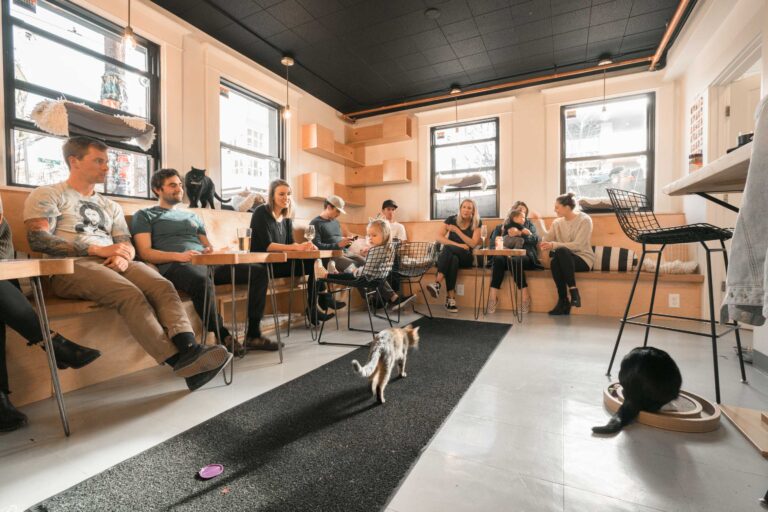 A group of people sitting in a cozy cafe with light wooden decor and large windows. Cats are walking around and playing inside. The atmosphere is relaxed and friendly.
