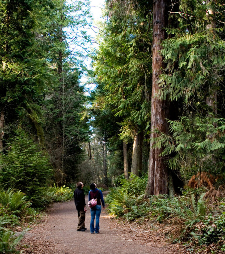 Two people stand on a forest path surrounded by towering evergreen trees, part of the lush experiences among Things to Do in Seattle. They gaze upwards, perhaps admiring the height and greenery. Ferns line the path, and patches of sky peek through the canopy.