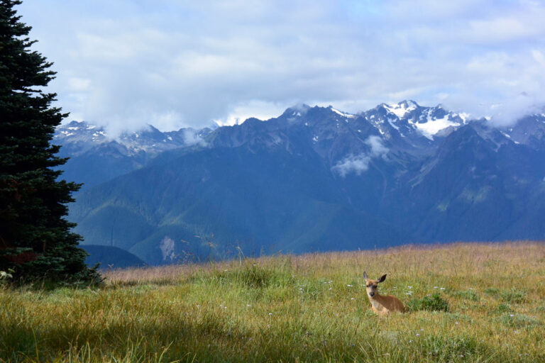 A deer sits in a grassy meadow with mountains and snow-capped peaks in the background under a cloudy sky. A large evergreen tree is on the left side of the image.