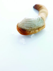 A close-up image of a geoduck clam on a white surface, showcasing its long, curved neck and ridged shell, with a few droplets of water nearby.