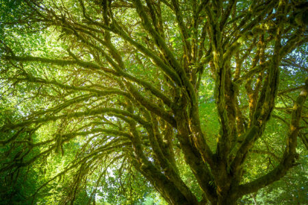 A large, moss-covered tree with numerous sprawling branches creating a canopy of green leaves. Sunlight filters through the foliage, casting a vibrant and serene glow. The branches twist and turn, creating intricate patterns against the sky.