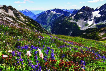 Mountain landscape with a field of vibrant wildflowers in the foreground. Snow-capped peaks and a clear blue sky create a serene backdrop.