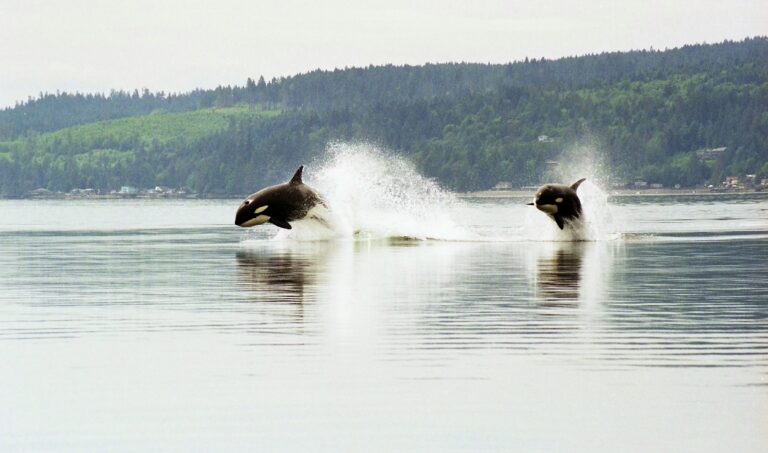 Orcas in the San Juan Islands