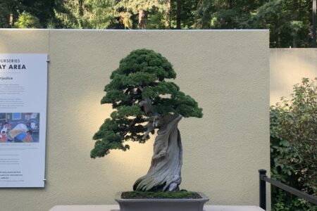 A large bonsai tree with a twisted trunk is displayed in a rectangular pot. It is set against a light-colored panel, with a dense green forest in the background. The scene is well-lit by natural sunlight.