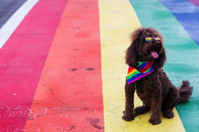 Pride Poodle by Adam Cohn