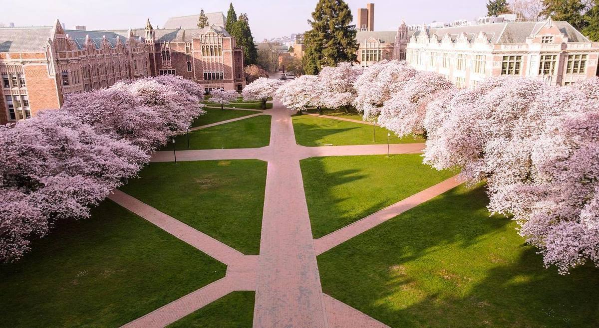 Aerial view of a university quad with intersecting brick paths, surrounded by blooming cherry blossom trees and historic campus buildings on a sunny day.