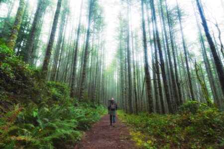 A person with a backpack walks on a forest path surrounded by tall, slender trees. The lush green foliage and ferns line the trail, and the light filters softly through the dense canopy. The scene evokes a sense of serenity and adventure.