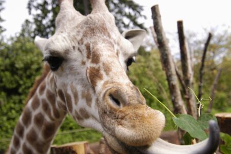 Close-up of a giraffe licking a leafy twig with its long tongue. The giraffe's spotted face and large eyes are in focus, with trees and sky blurred in the background.