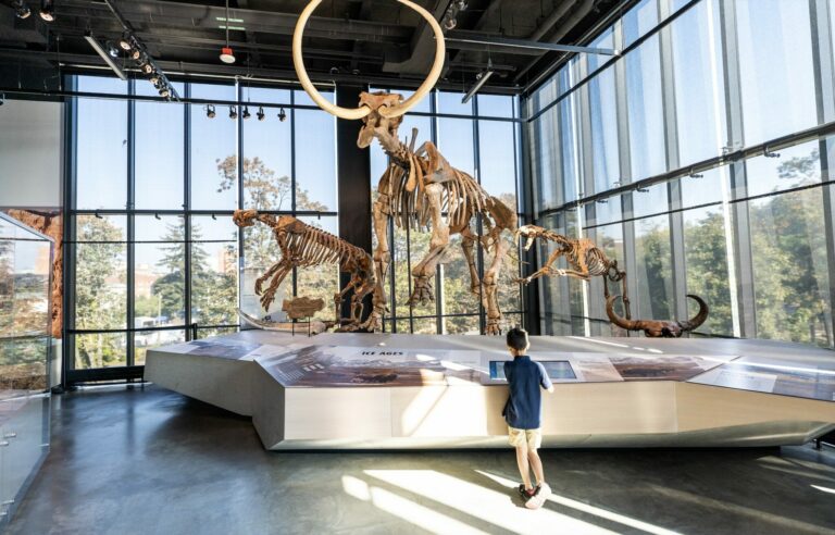 A child stands in a museum in front of a large display of ancient animal skeletons, including a mammoth, in a sunlit room with floor-to-ceiling windows.