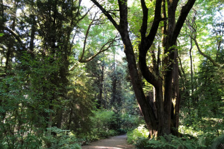 A serene forest scene with a sunlit trail winding through tall, leafy trees. The dense green foliage creates a canopy overhead, casting dappled shadows on the path. Ferns and underbrush line the trail, adding to the lush atmosphere.