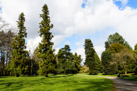 A lush park scene with tall evergreen trees and a grassy field under a partly cloudy sky. A paved pathway winds through the area, and a person walks in the distance, enjoying the tranquil, sunlit environment.