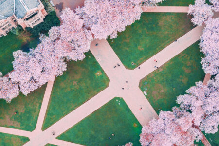 Aerial view of a university campus with intersecting pathways forming an X shape. Cherry blossom trees in full bloom line the paths, surrounding patches of green grass. A large building is partially visible in the top left corner.