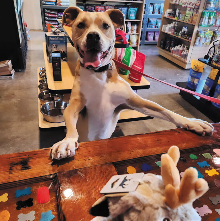 A happy tan and white dog on a leash stands with its front paws on a counter in a pet store, looking up with its mouth open. Colorful dog bone shapes decorate the counter. Shelves of pet products are in the background.
