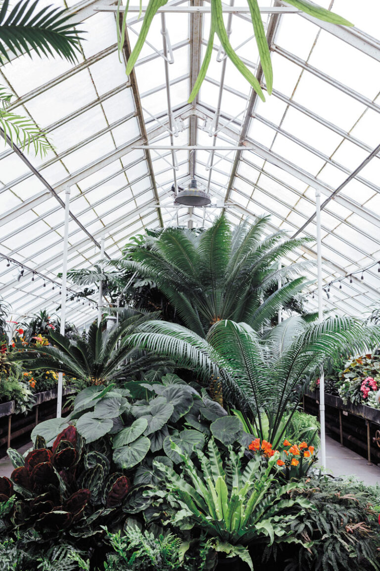 A bright greenhouse in the Capitol Hill neighborhood filled with lush tropical plants, including large ferns and palms, with colorful flowers and greenery displayed under a glass ceiling.