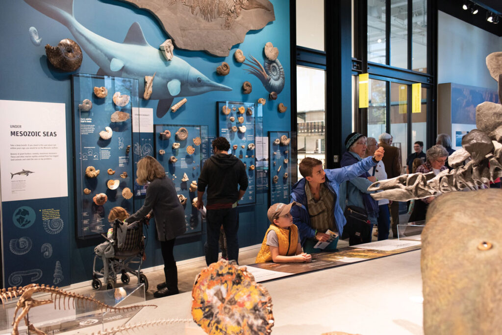 Natural history artifacts displayed on a stand in the foreground and a blue wall in the background including several people looking at the pieces.