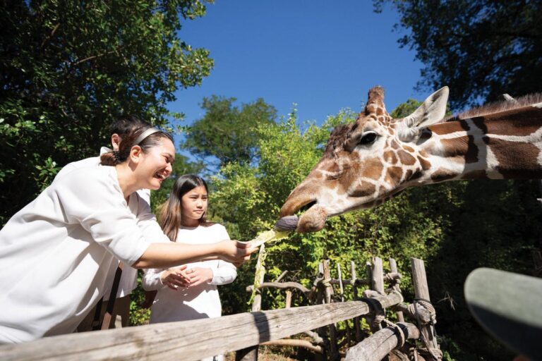 A woman and a girl feed a giraffe at a zoo. The woman laughs as she extends food toward the giraffe's mouth. Lush green trees form the background under a clear blue sky.