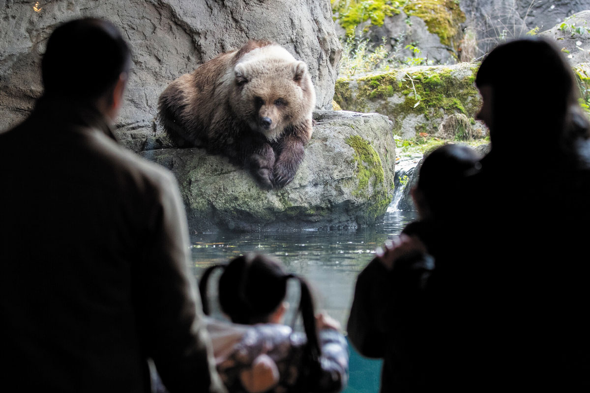 A brown bear sits on a rock in an enclosure, while four people, including two children, watch from behind a glass barrier in the foreground.