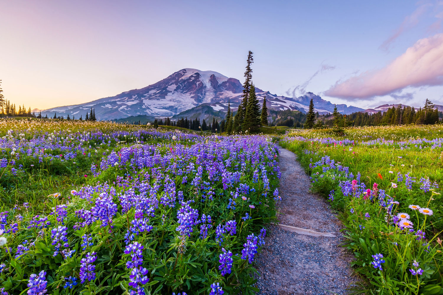 A scenic view of a mountain landscape with a winding dirt path through a field of purple wildflowers. The sky is a soft gradient of pink and blue, and evergreen trees dot the horizon with a snow-capped mountain in the background.