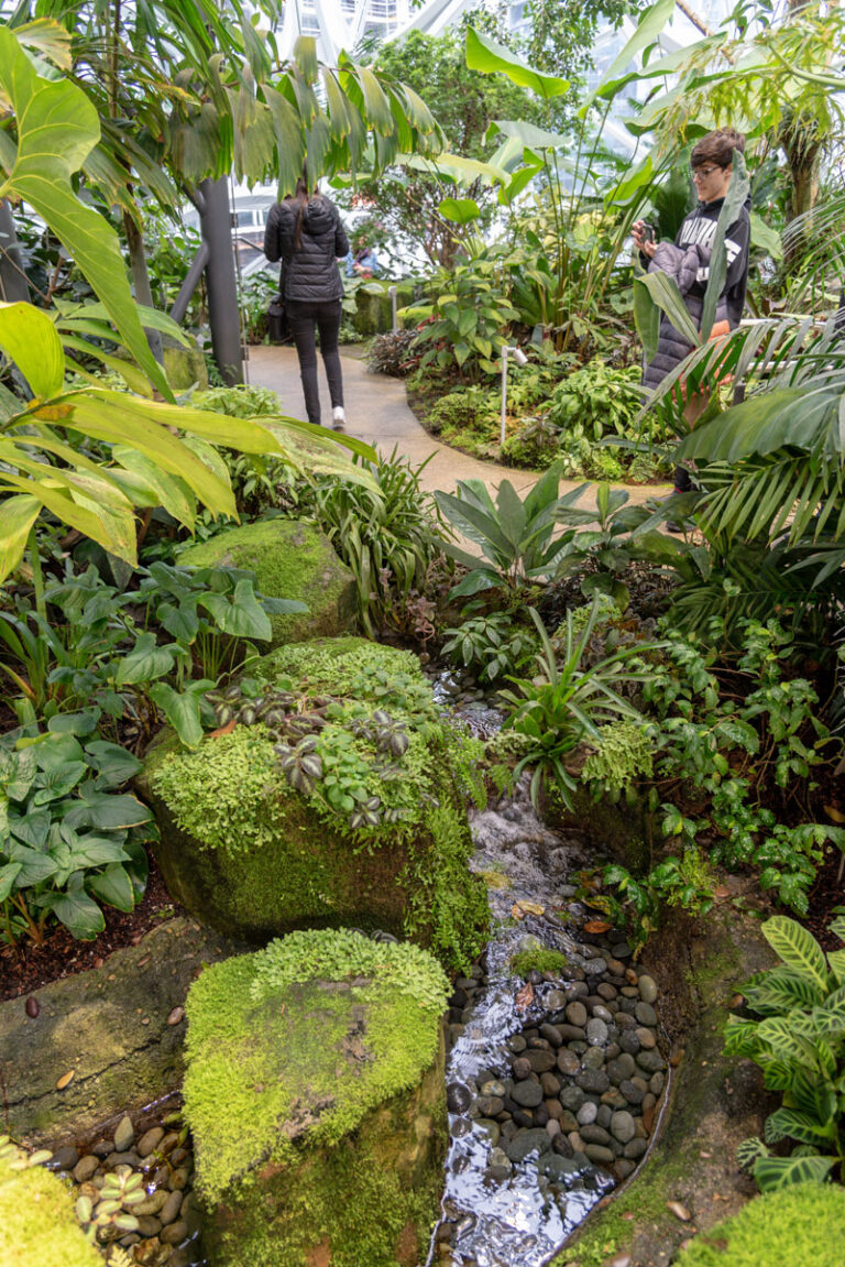 A lush indoor garden with green plants, moss-covered rocks, and a small stream running through it. Two people are walking on a path; one stops to look at the plants, while another stands further ahead.