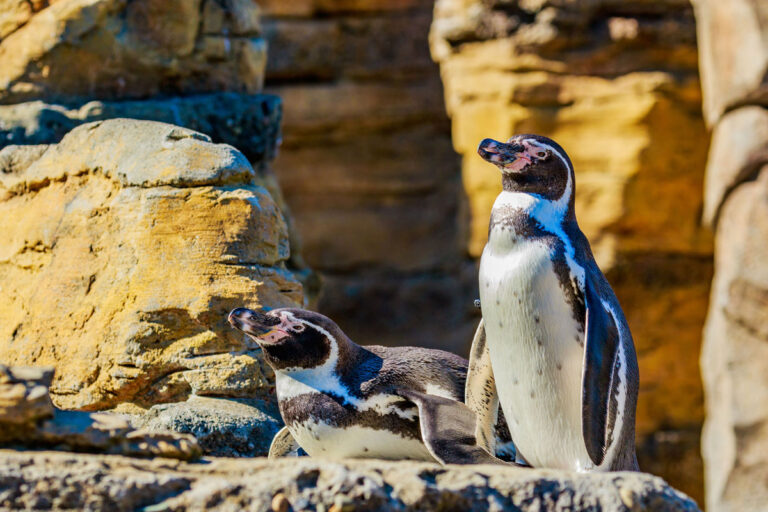 Two penguins stand on rocky terrain, one upright and the other slightly crouched, reminiscent of exploring new things to do in Seattle. The background features large stone formations bathed in sunlight, highlighting the penguins' striking black and white plumage.