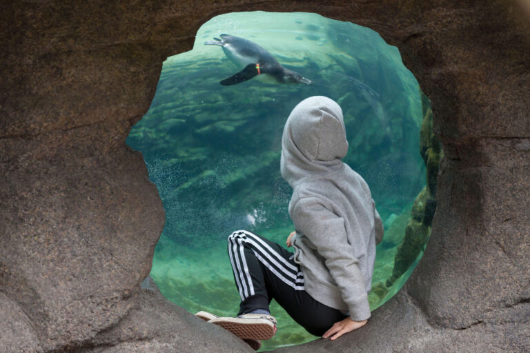 A person in a gray hoodie and striped pants sits in a rock enclosure, watching a penguin swim in a large aquarium. The view is through a circular opening, showcasing the underwater scene.