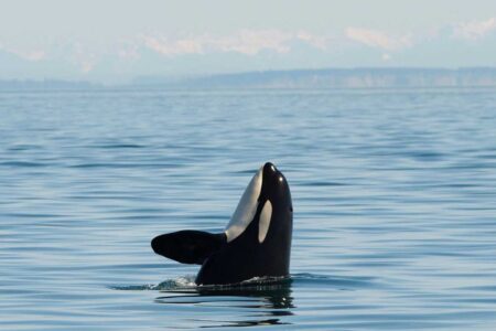 An orca, or killer whale, emerges vertically from the water, with distant mountains visible in the background under a clear blue sky.