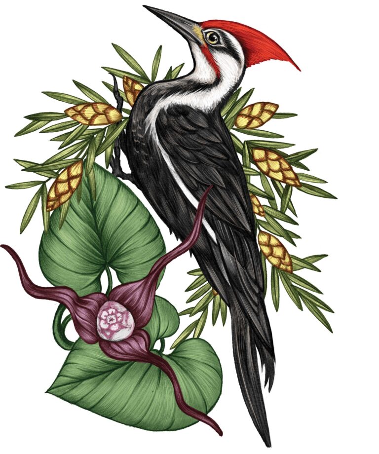 Illustration of a pileated woodpecker with a vibrant red crest. It perches on a branch with pinecones and leaves, surrounded by green and purple foliage, including a large flower. The bird's black and white feathers stand out.