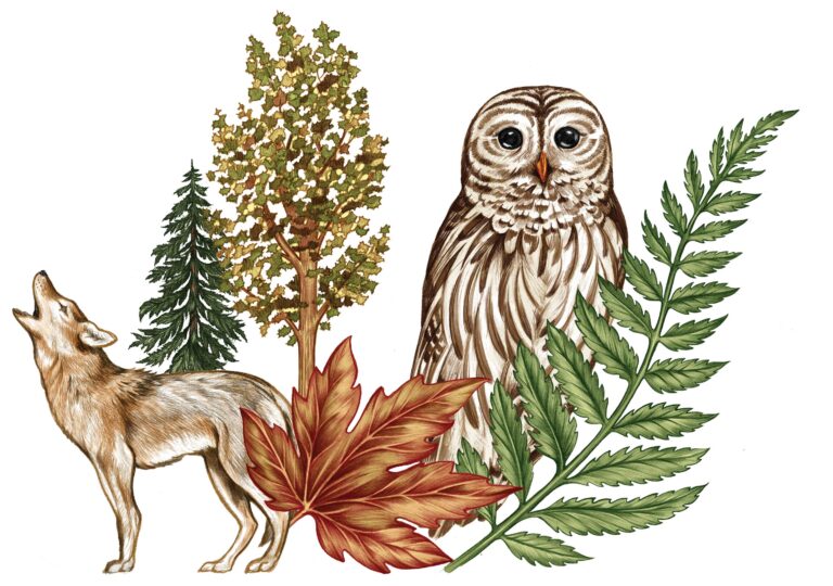 Illustration of a wolf howling next to an owl perched among a variety of trees and leaves, including evergreens, a maple leaf, and ferns. The scene depicts a natural, forested environment.