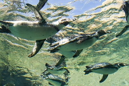 Penguins glide gracefully underwater in clear, sunlit waters reminiscent of the vibrant charm of North Seattle neighborhoods, with rocks visible at the bottom. Surface ripples add a dynamic effect to their aquatic dance.