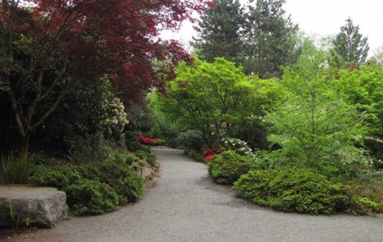 A serene garden pathway surrounded by lush greenery, including vibrant red and green trees. The gravel path curves gently, inviting a peaceful walk through the natural landscape.